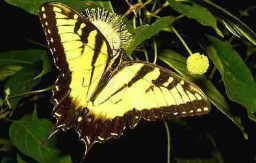 Эквадор, бабочки