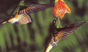 Эквадор колибри