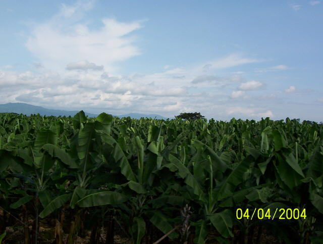 Эквадор, банановая плантация