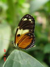 Эквадор, бабочка