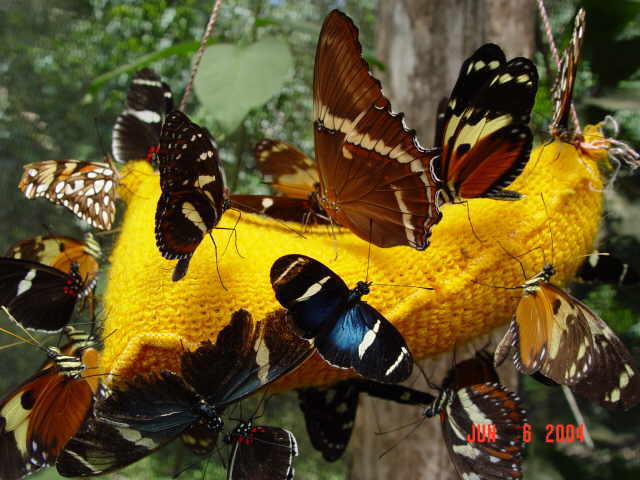 бабочек подкармливают банановым соком