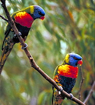 Эквадор - страна попугаев