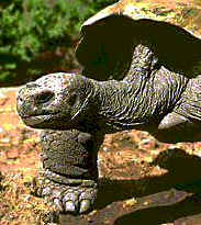 Эквадор, гигантские черепахи